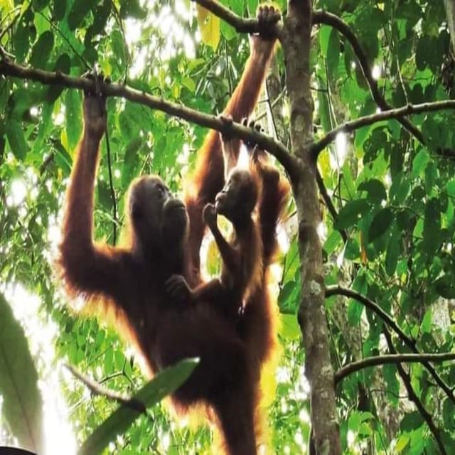 Bukit Lawang: a Unique Wildlife Tour & Overnight Into Jungle - Arrival and Departure
