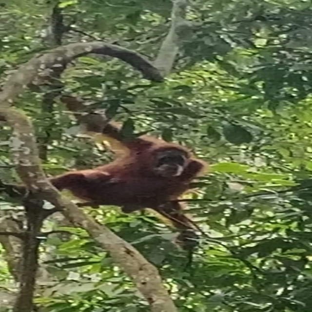 Bukit Lawang: a Unique Wildlife Tour & Overnight Into Jungle - Booking and Reservations