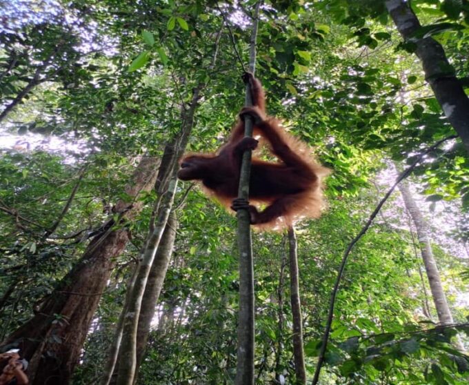 Bukit Lawang: a Unique Wildlife Tour & Overnight Into Jungle - Frequently Asked Questions
