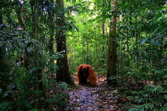 Bukit Lawang Berastagi 4 Days 3 Nights Volcano & Jungle Trekking - What Makes This Tour Stand Out?