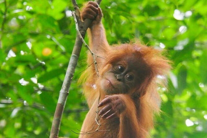 Bukit Lawang Berastagi 4 Days 3 Nights Volcano & Jungle Trekking - FAQs