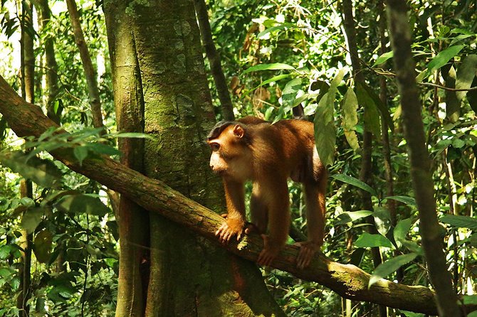 Bukit Lawang Full Day Jungle Trek - Included in the Tour
