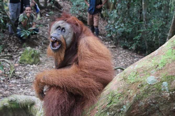 Bukit Lawang Full Day Jungle Trek - Additional Recommendations