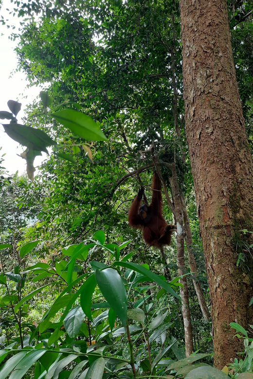 Bukit Lawang: Jungle Trekking and Rafting Day Trip - Key Points