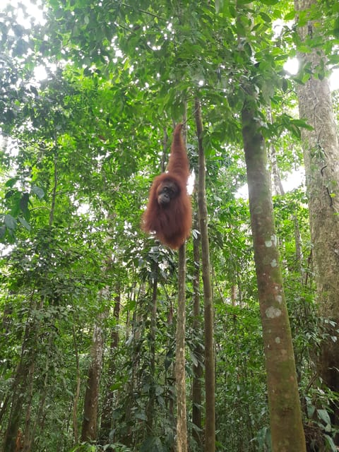 Bukit Lawang: Jungle Trekking and Rafting Day Trip - Pricing and Inclusions