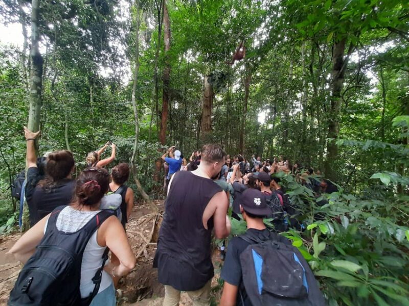 Bukit Lawang: Jungle Trekking and Rafting Day Trip - Itinerary and Activities