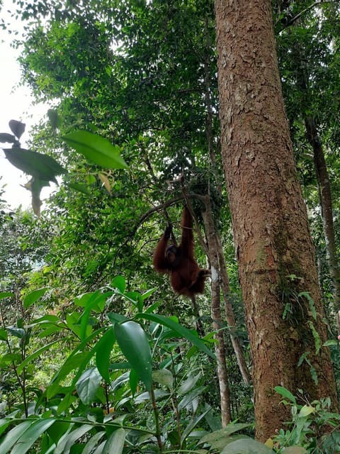 Bukit Lawang: Jungle Trekking and Rafting Day Trip - Pickup and Drop-off Locations