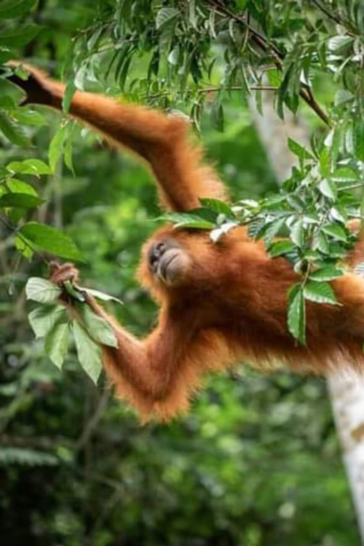 Bukit Lawang: Orangutan Trip - Key Points