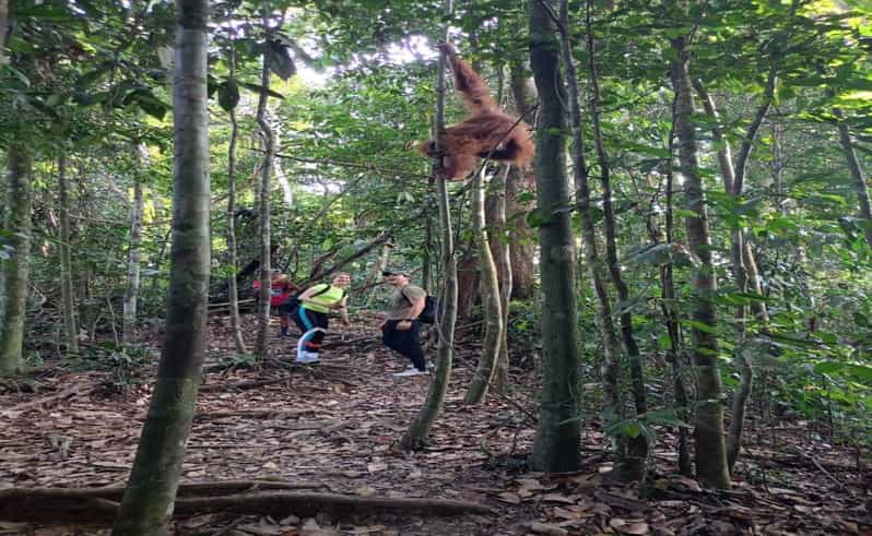 Bukit Lawang: Orangutan Trip - Experience Highlights