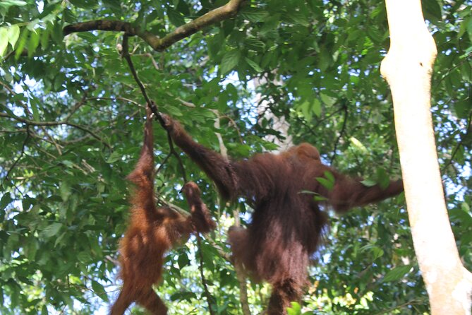 Bukit Lawang Tour 3days-2 Night Jungle Trekking Including Rafting - Exploration for Rare Animals