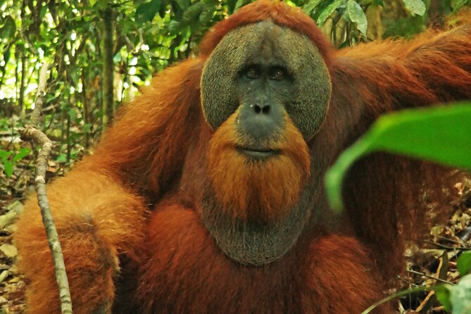 Bukit Lawang Tour 3days-2 Night Jungle Trekking Including Rafting - Traveler Reviews and Ratings