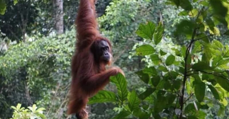 Bukit Lawang: Wild Orangùtan Adventurers - Experience Highlights