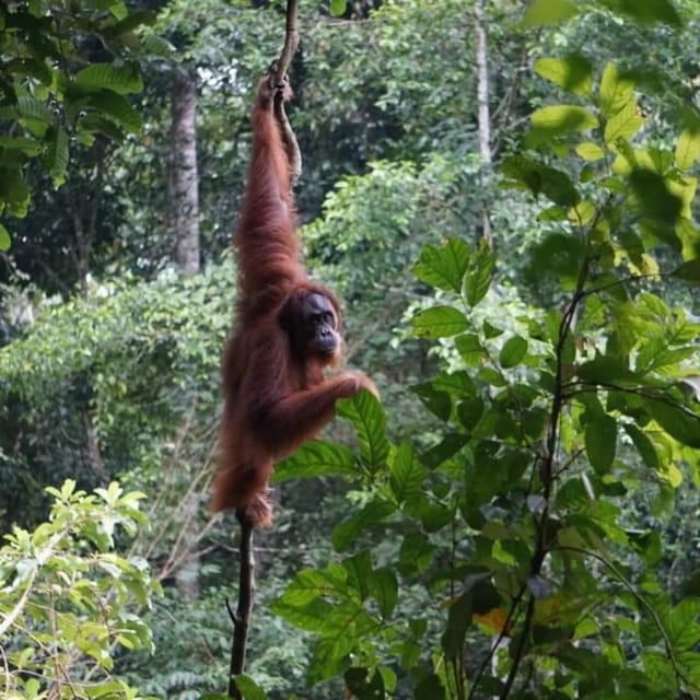 Bukit Lawang: Wild Orangùtan Adventurers - Inclusions