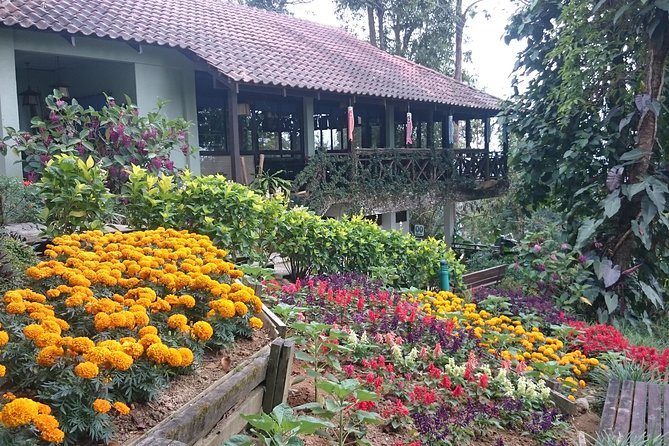 Bukit Tinggi French Village Tour Review - Recommendations and Tips