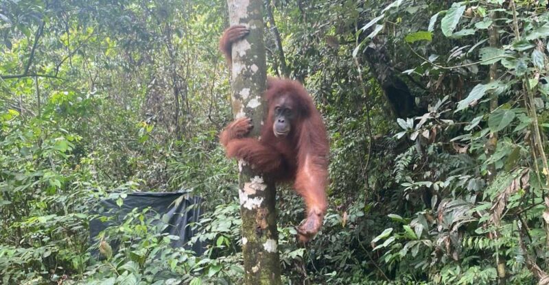 Bukitlawang Orangutan : 3 Days Group Jungle Trek - Key Points