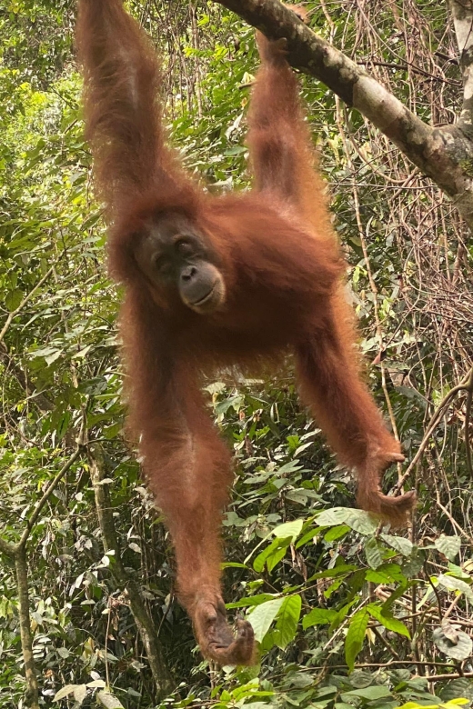 Bukitlawang Orangutan : 3 Days Group Jungle Trek - Itinerary and Activities