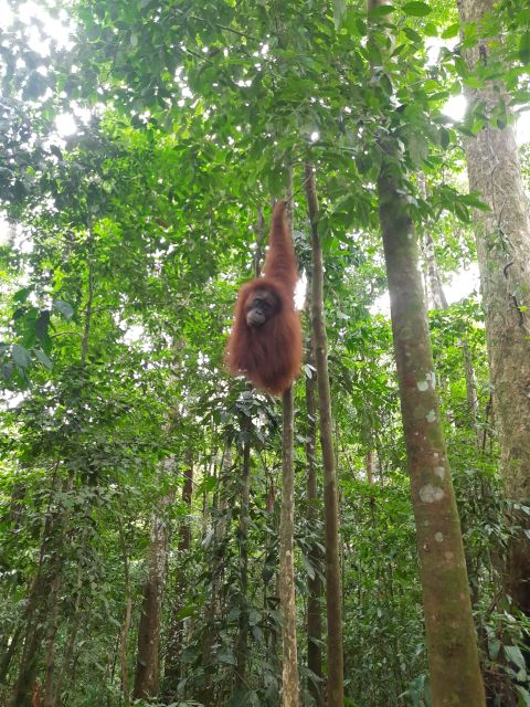 Bukitlawang Orangutan : 3 Days Group Jungle Trek - Inclusions