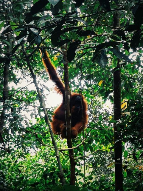 Bukitlawang Orangutan : 3 Days Group Jungle Trek - Guide and Permits
