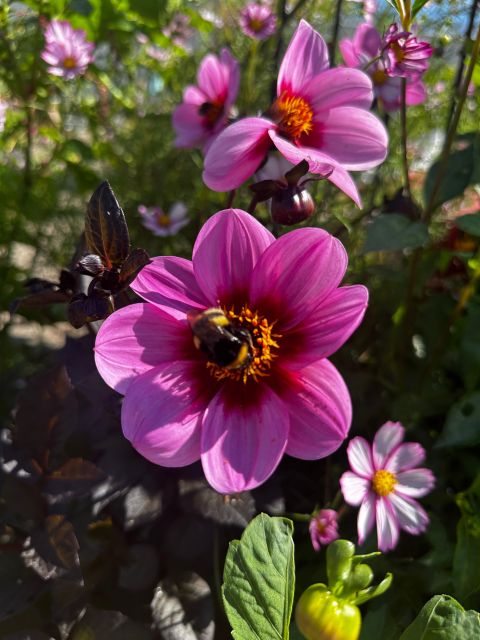 Bulb Region: Dahlias Bicycle Tour - Itinerary Highlights