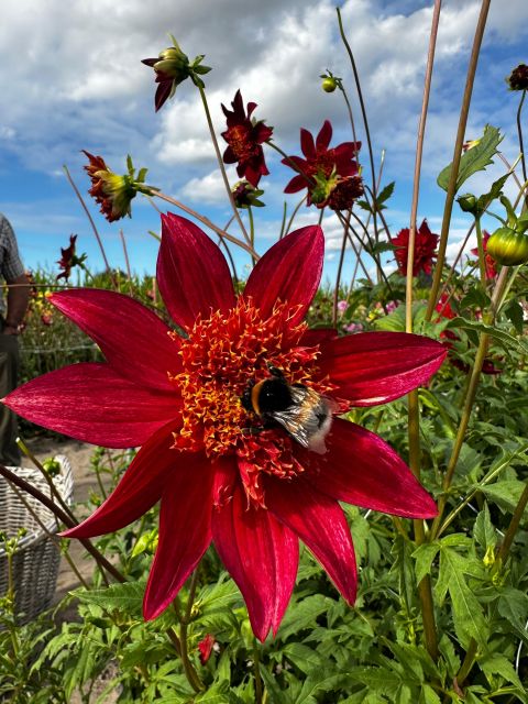 Bulb Region: Dahlias Bicycle Tour - Participant Restrictions