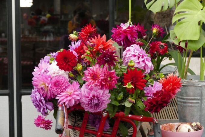Bulb Region: Dahlias Bicycle Tour - Frequently Asked Questions