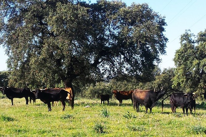 Bull Breeding Farm: Guided Half-Day Tour From Seville - Traveler Feedback