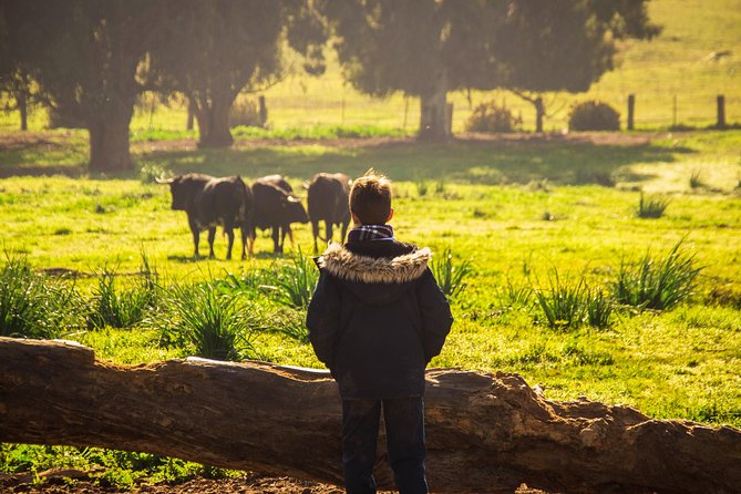 Bull Breeding Farm: Guided Half-Day Tour From Seville - Highlights of the Experience