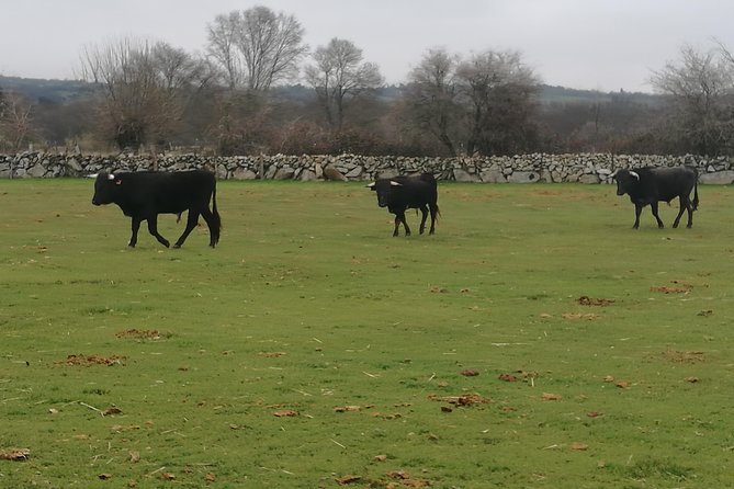 Bull Breeding Farm: Guided Half-Day Tour From Seville - Booking and Cancellation Policy