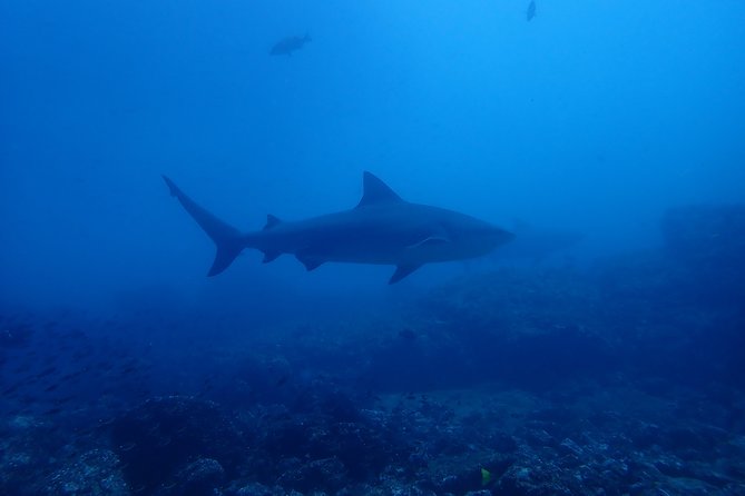 Bull Shark Experience - Key Points
