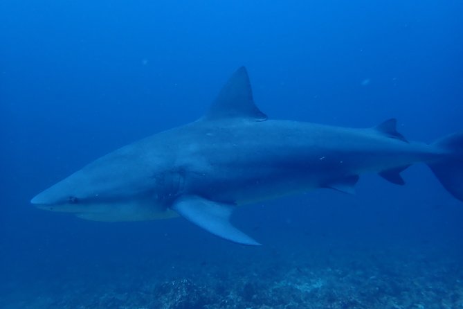 Bull Shark Experience - Discovering the Incredible Marine Life
