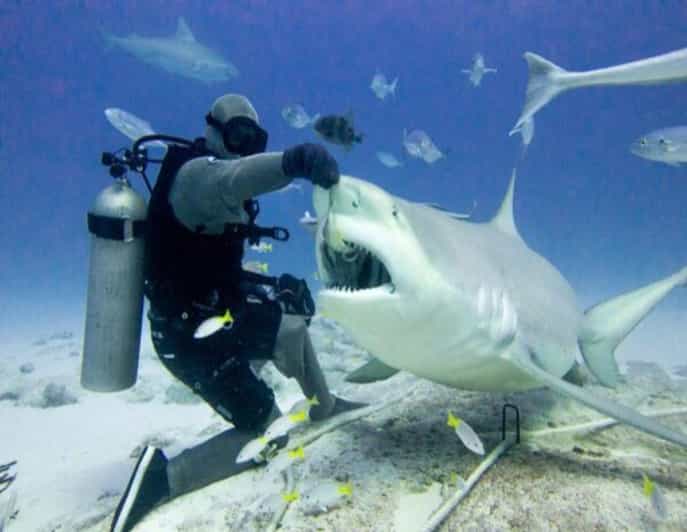 Bull Shark Feeding - Key Points