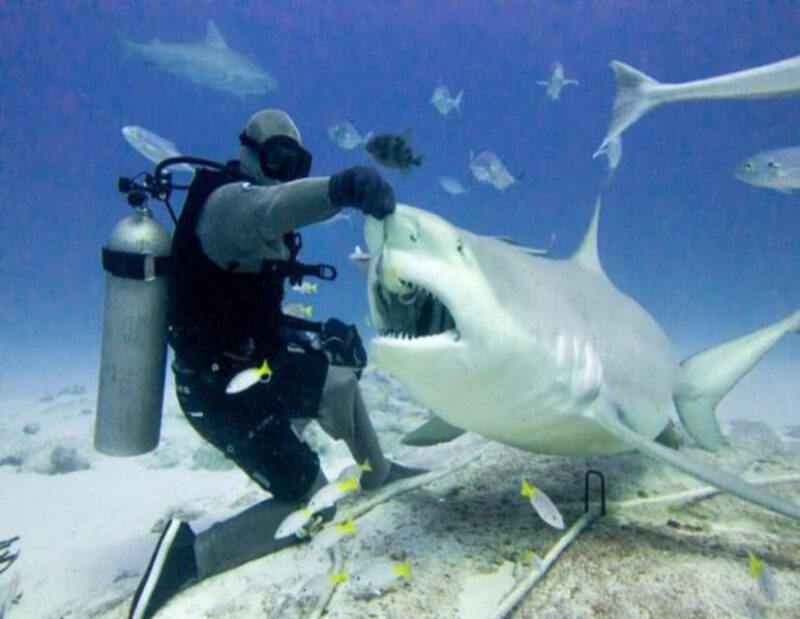 Bull Shark Feeding - Booking Information