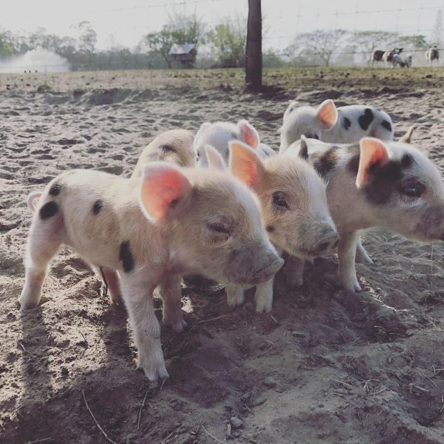 Bundaberg: Family-Friendly Entry Ticket to Splitters Farm - Experience Overview