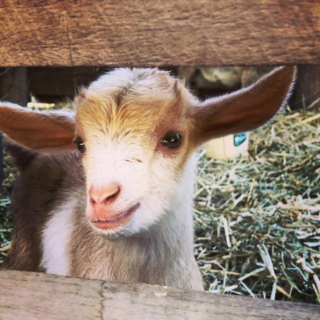 Bundaberg: Family-Friendly Entry Ticket to Splitters Farm - Getting to Splitters Farm