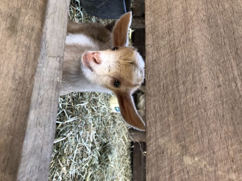 Bundaberg: Splitters Farm Private Guided Tour - Accessibility and Cancellation