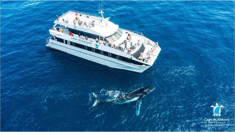 Bundaberg: Whale Watching Sightseeing Cruise With Lunch - Experience Highlights