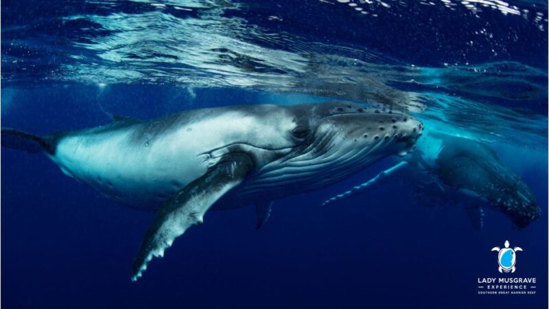 Bundaberg: Whale Watching Sightseeing Cruise With Lunch - Tour Details