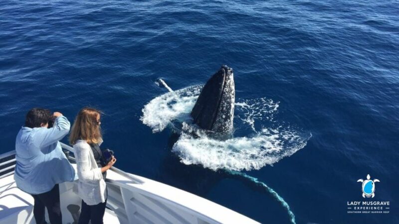 Bundaberg: Whale Watching Sightseeing Cruise With Lunch - Recap