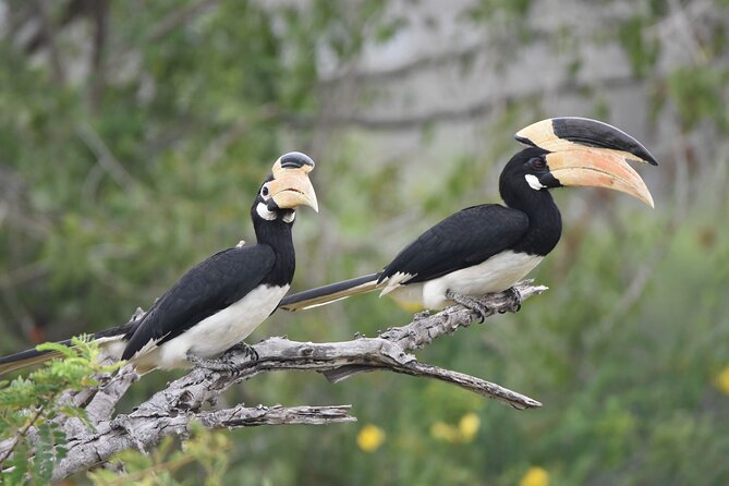 Bundala Birding Paradise - All Inclusive Tour - Birdwatching in Bundala