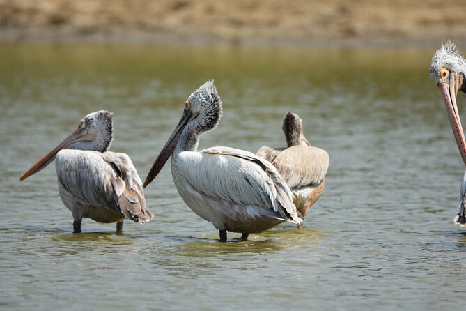 Bundala Birding Paradise - All Inclusive Tour - Tour Schedule and Timing