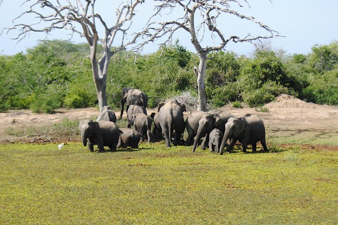 Bundala Birding Paradise - All Inclusive Tour - Guide Expertise and Experience