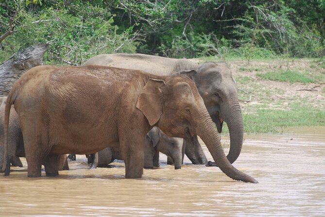 Bundala Birds Safari by Jeeps - Accessibility and Policies
