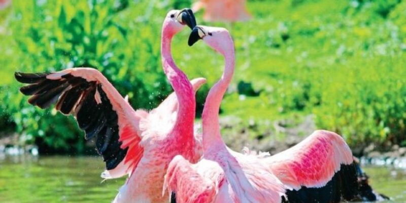 Bundala: Full Day Safari With Picnic Lunch From Hambantota! - Safari Highlights