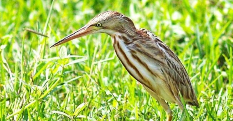 Bundala: Full Day Safari With Picnic Lunch From Hambantota! - Tour Details