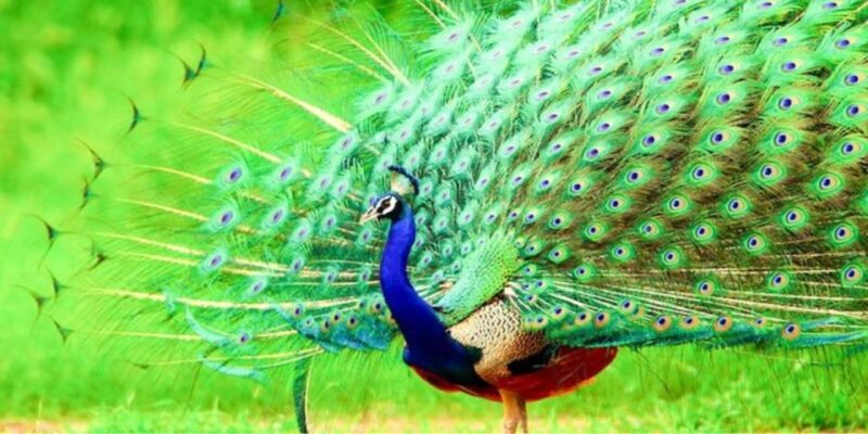 Bundala: Full Day Safari With Picnic Lunch From Hambantota! - Exclusions and Restrictions