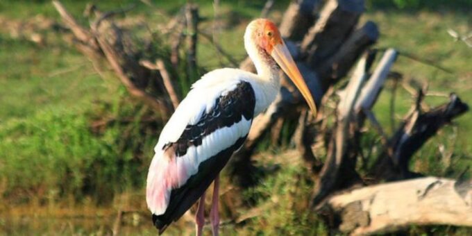 Bundala: Full Day Safari With Picnic Lunch From Hambantota! - Booking and Cancellation