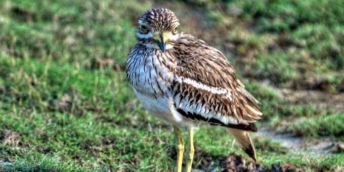 Bundala: Full Day Safari With Picnic Lunch From Hambantota! - Frequently Asked Questions