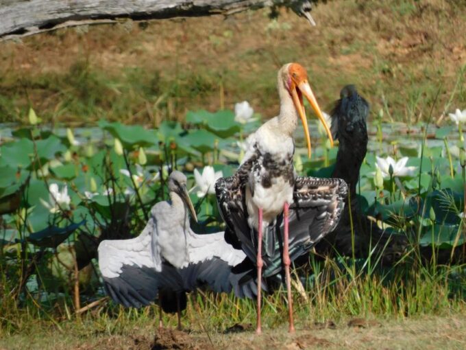 Bundala Half Day Safari PRIVATE Tours (Morning & Afternoon) - Customer Reviews