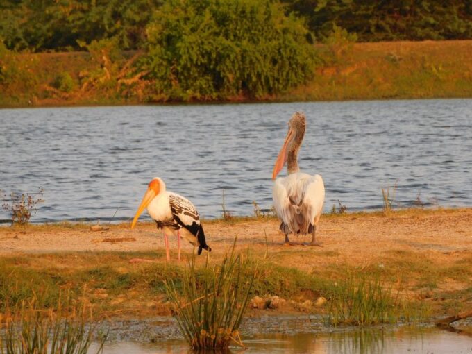 Bundala Half Day Safari PRIVATE Tours (Morning & Afternoon) - Cancellation Policy