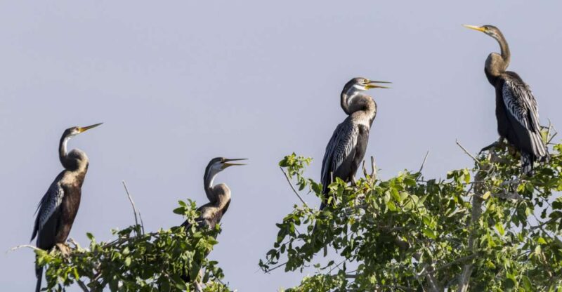Bundala National Park: 3-Hour Morning or Evening Safari - Ecosystem Highlights